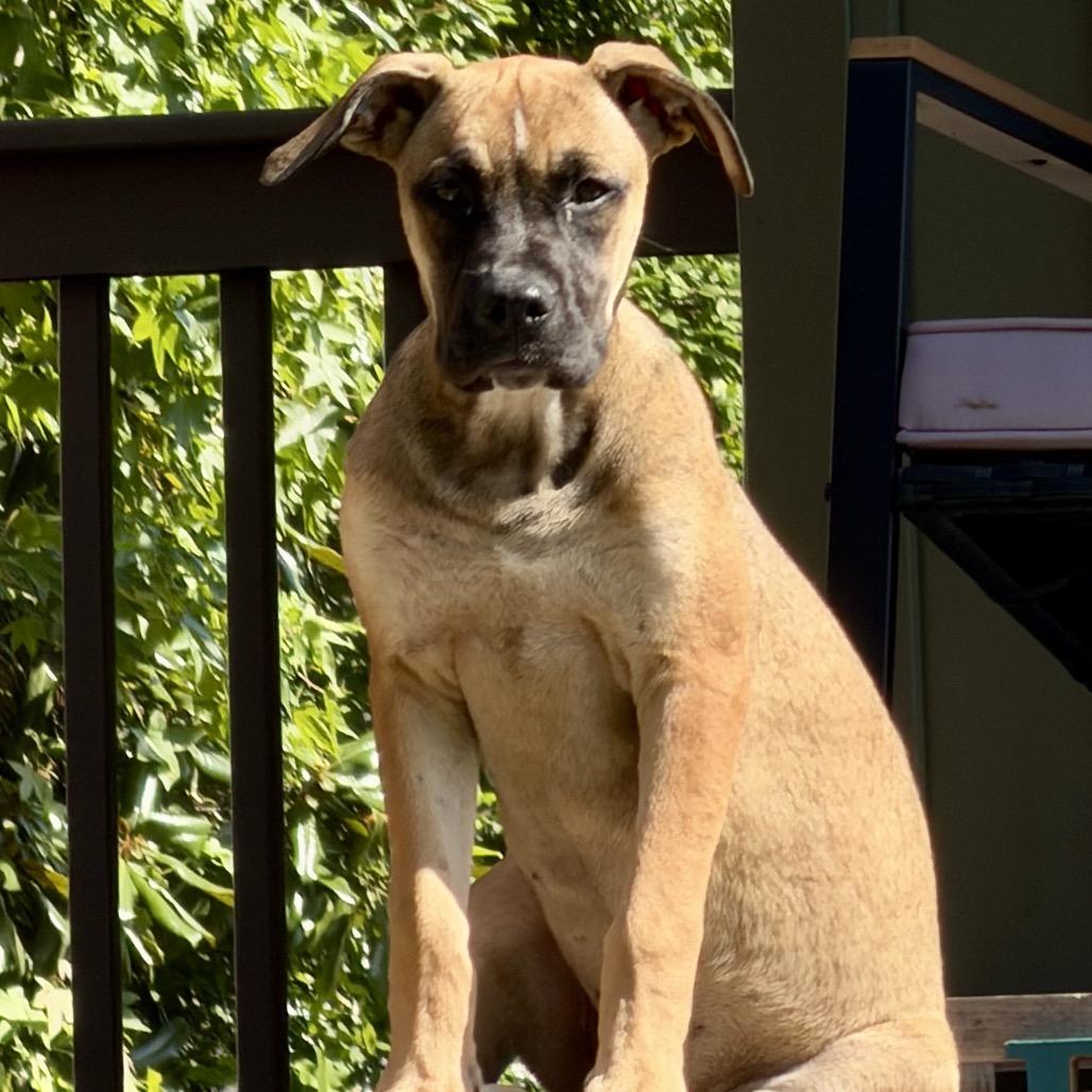 Enlarge Ed, a Adoptable mixed breed in Opelika, AL image 5/5