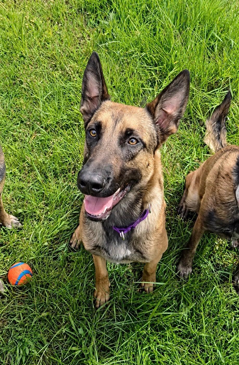 Ellie, a Adoptable Belgian Shepherd / Malinois in Weston, MA image 1/6