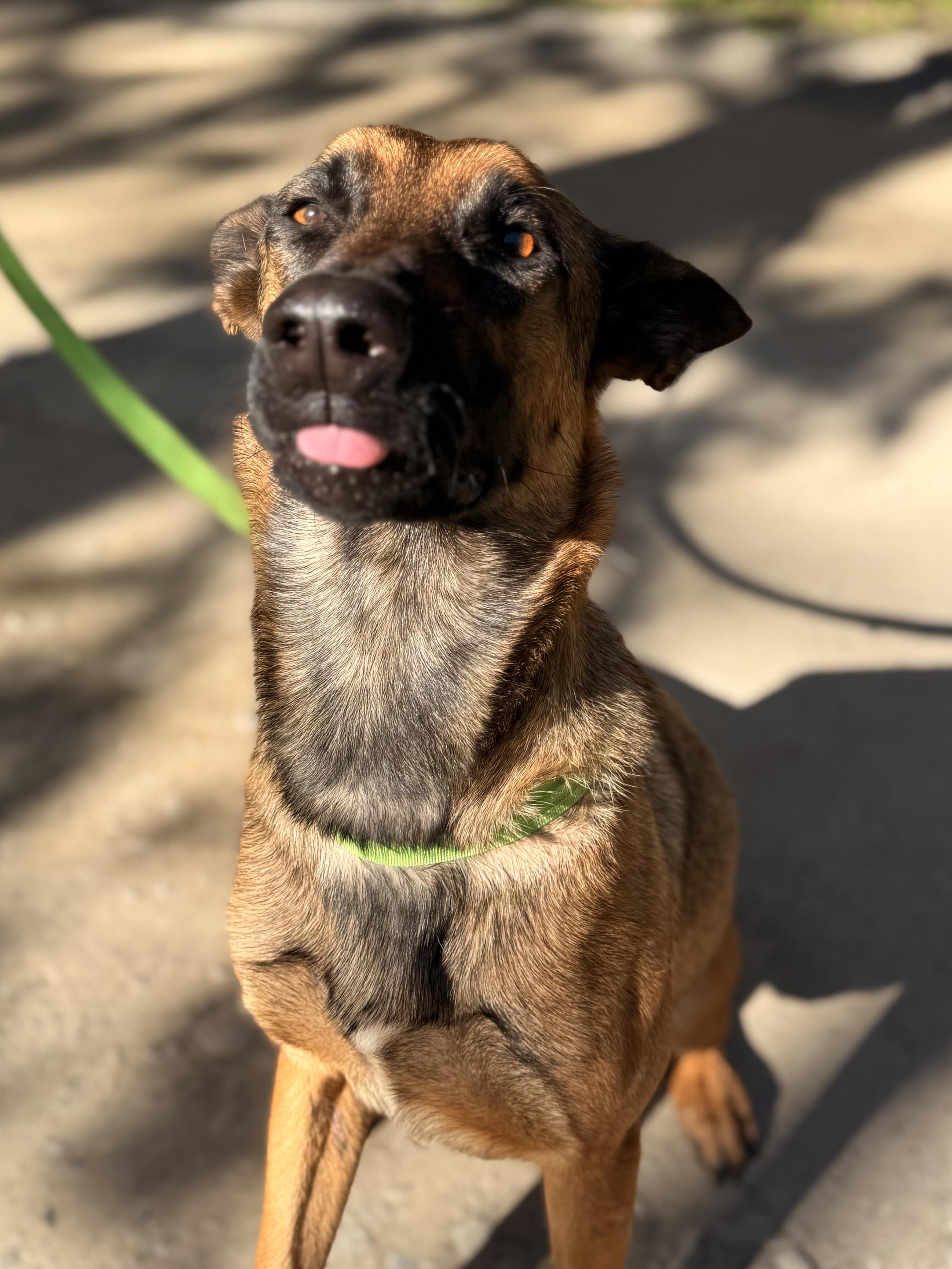 Ellie, a Adoptable Belgian Shepherd / Malinois in Weston, MA image 2/6