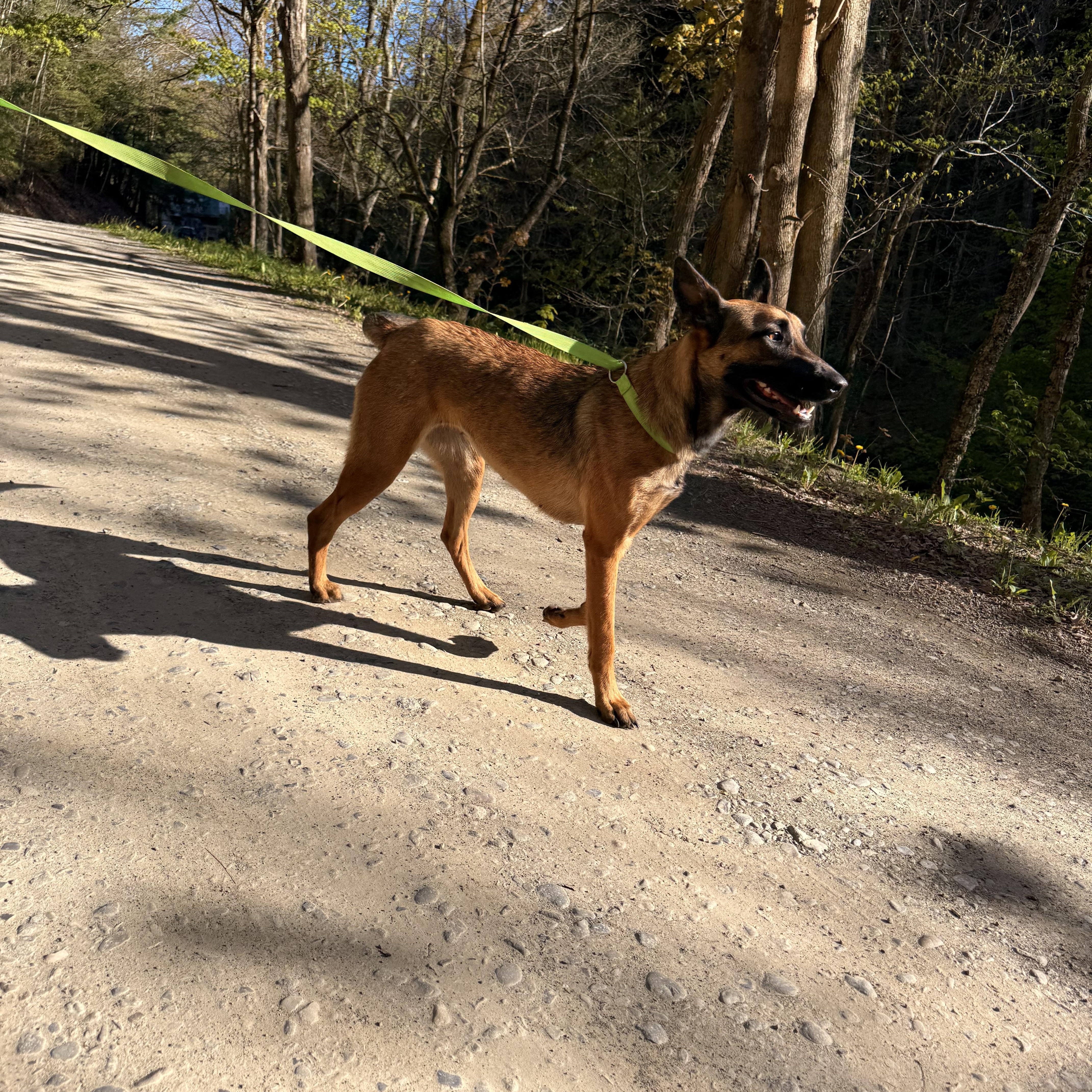 Ellie, a Adoptable Belgian Shepherd / Malinois in Weston, MA image 4/6