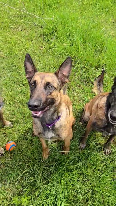 Enlarge Ellie, a Adoptable Belgian Shepherd / Malinois in Weston, MA video 6/6