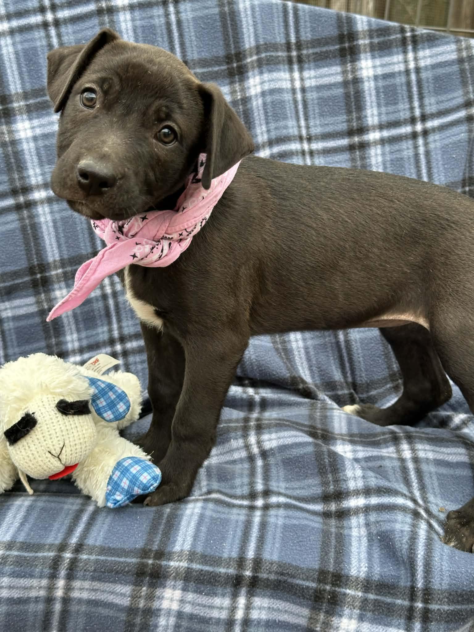 Enlarge Yam the Pitbull Mix Puppy, a Adoptable Pit Bull Terrier in Muskego, WI image 5/6