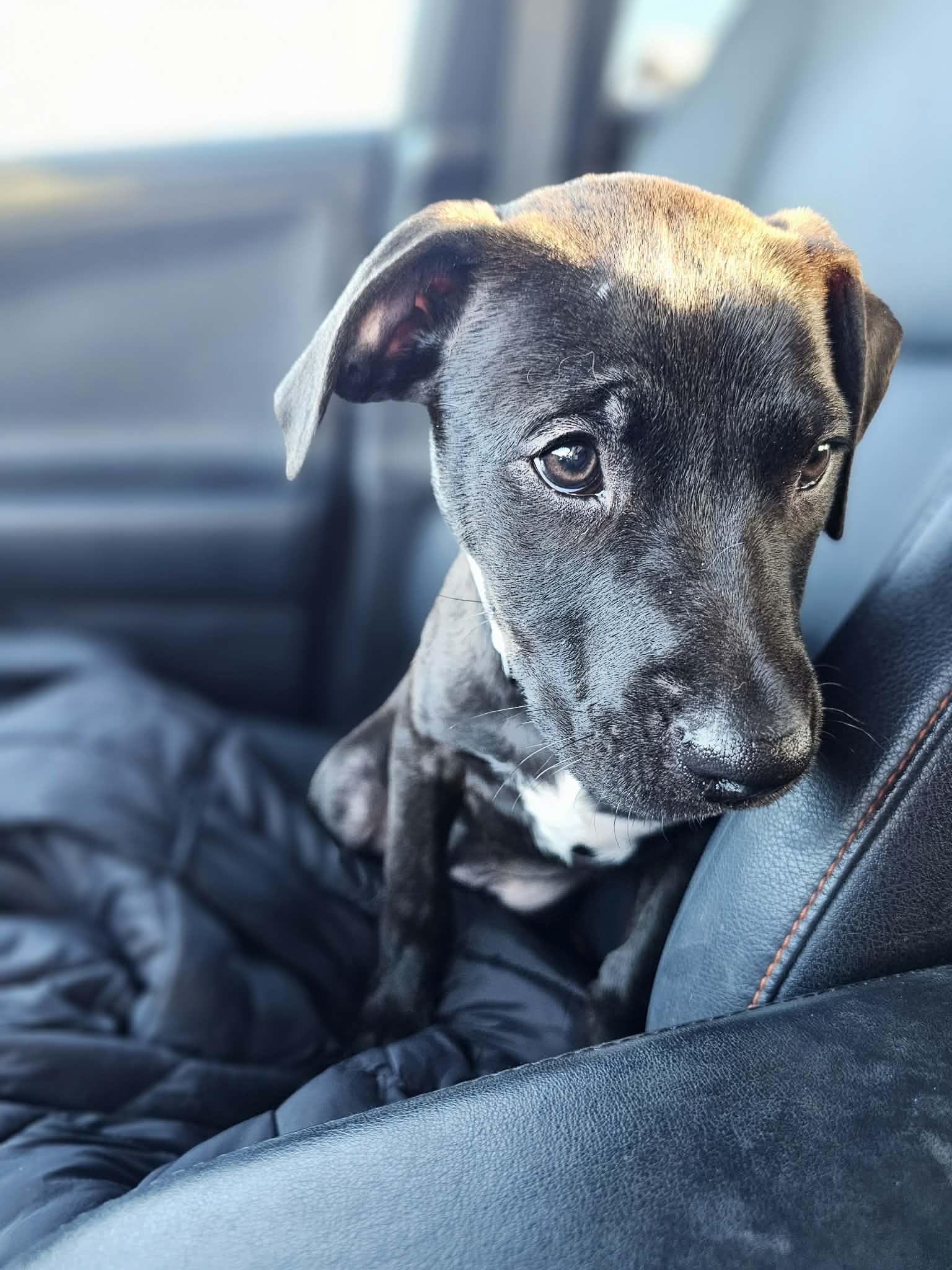Enlarge Yam the Pitbull Mix Puppy, a Adoptable Pit Bull Terrier in Muskego, WI image 6/6