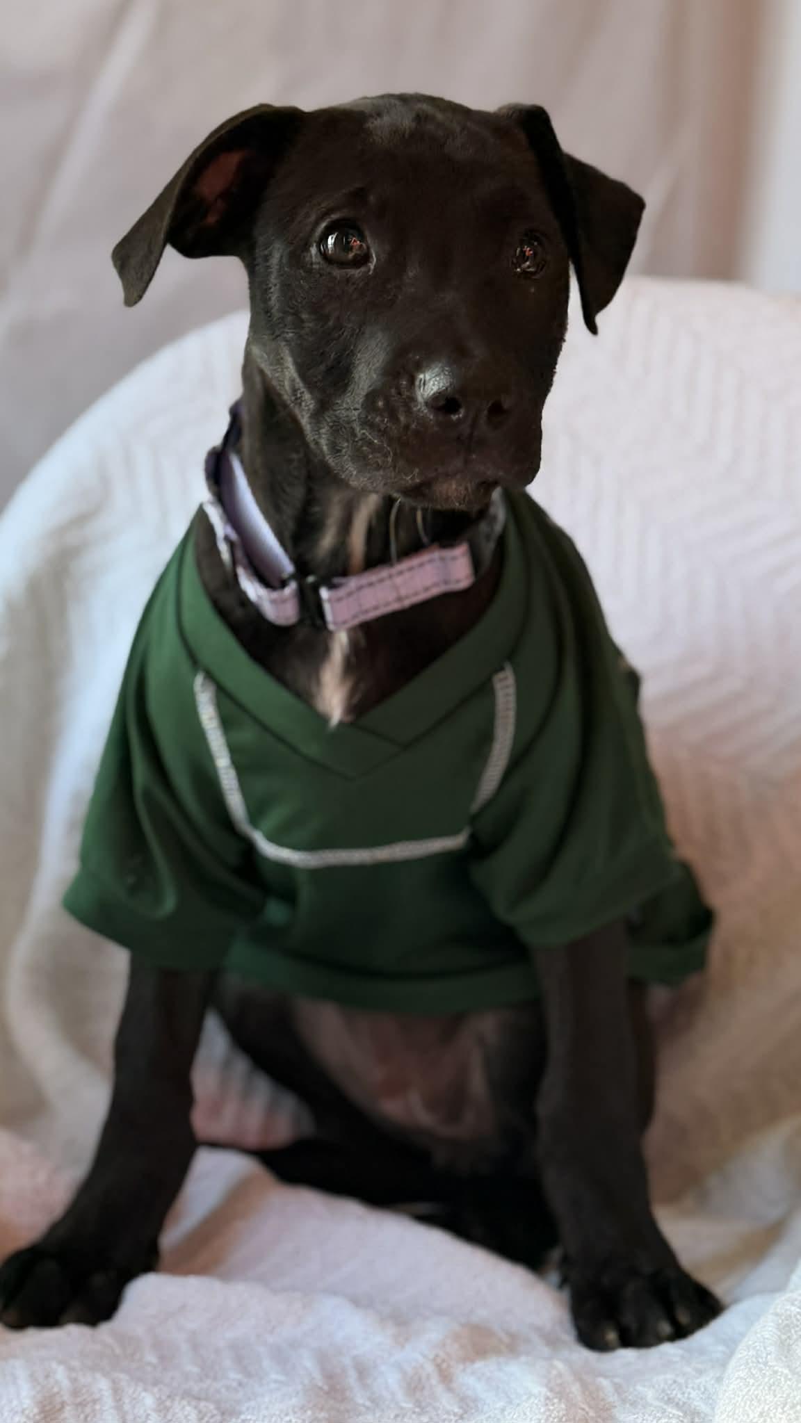 Enlarge Yam the Pitbull Mix Puppy, a Adoptable Pit Bull Terrier in Muskego, WI image 3/6