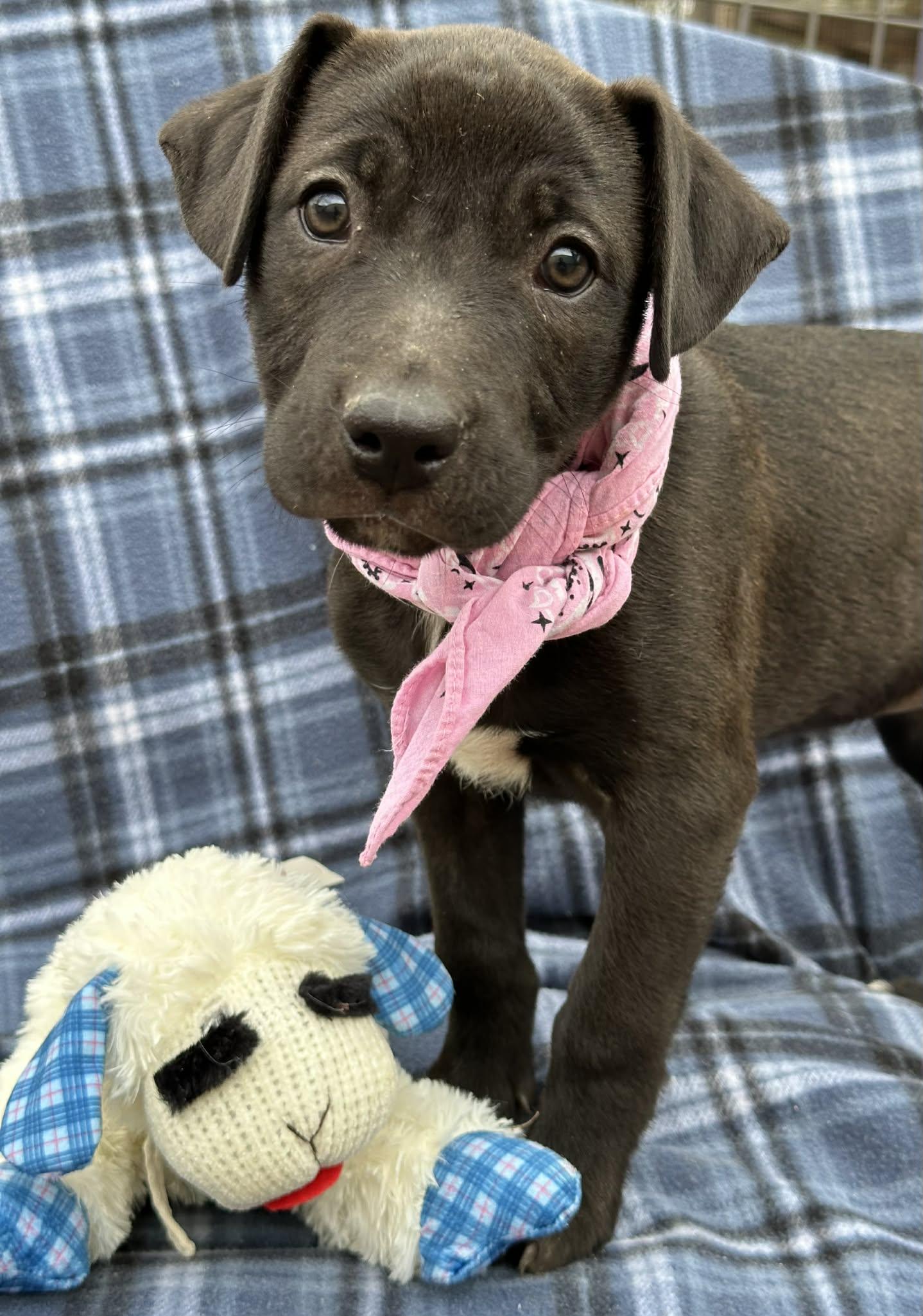 Enlarge Yam the Pitbull Mix Puppy, a Adoptable Pit Bull Terrier in Muskego, WI image 4/6