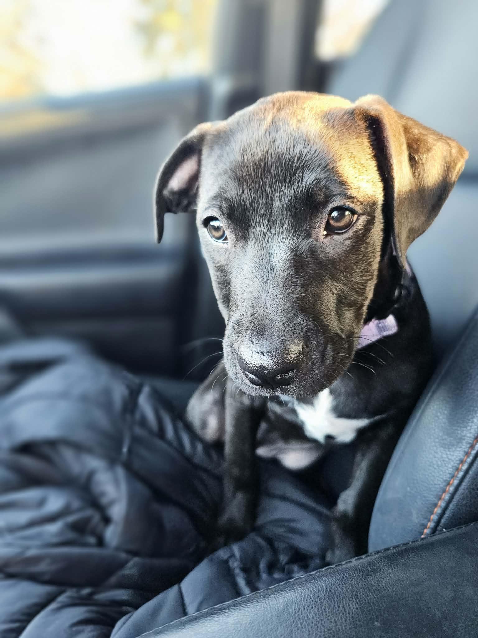 Yam the Pitbull Mix Puppy, Adoptable, Puppy Female Pit Bull Terrier.