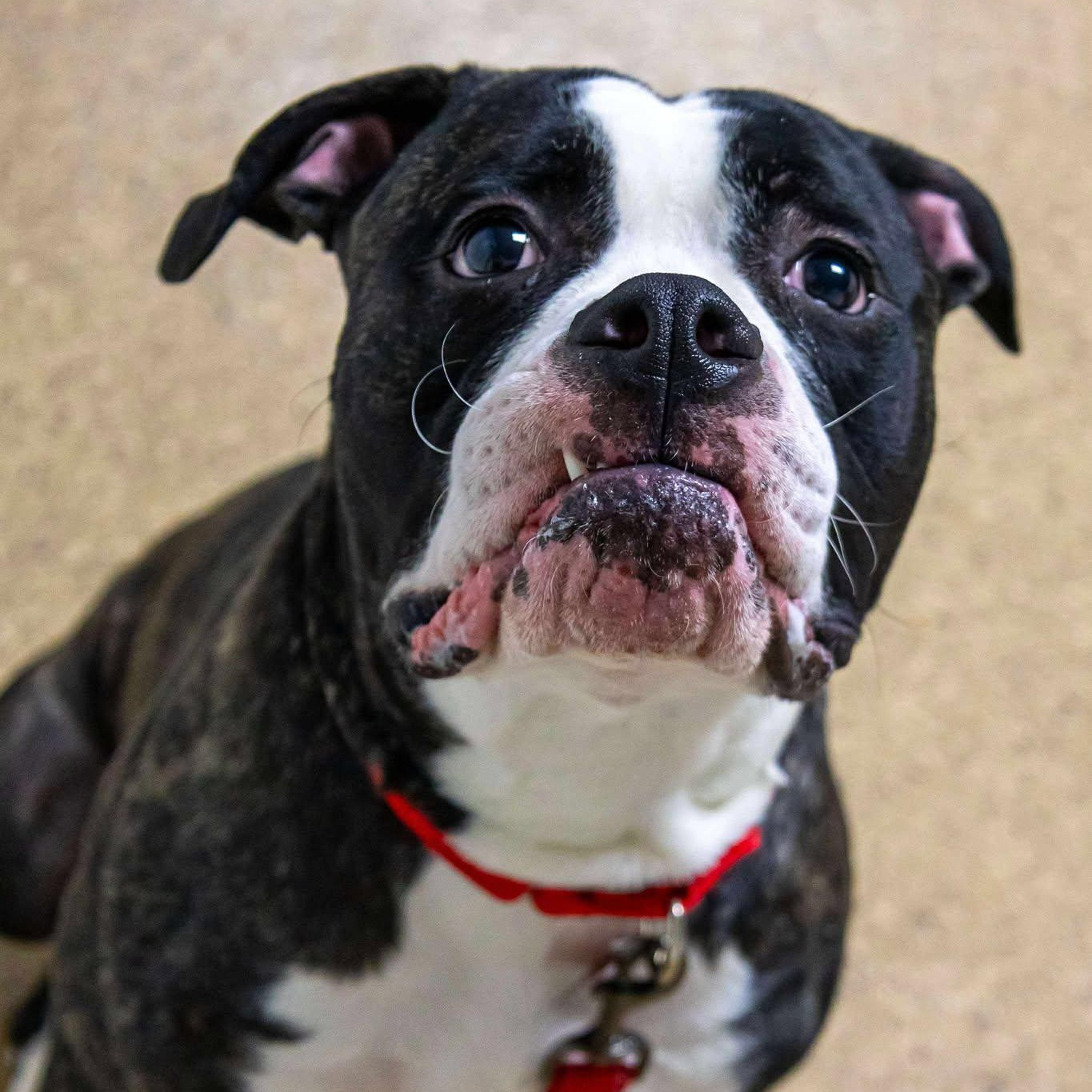 Enlarge Beavis, an adoptable American Bulldog in Valparaiso, IN image 4/4