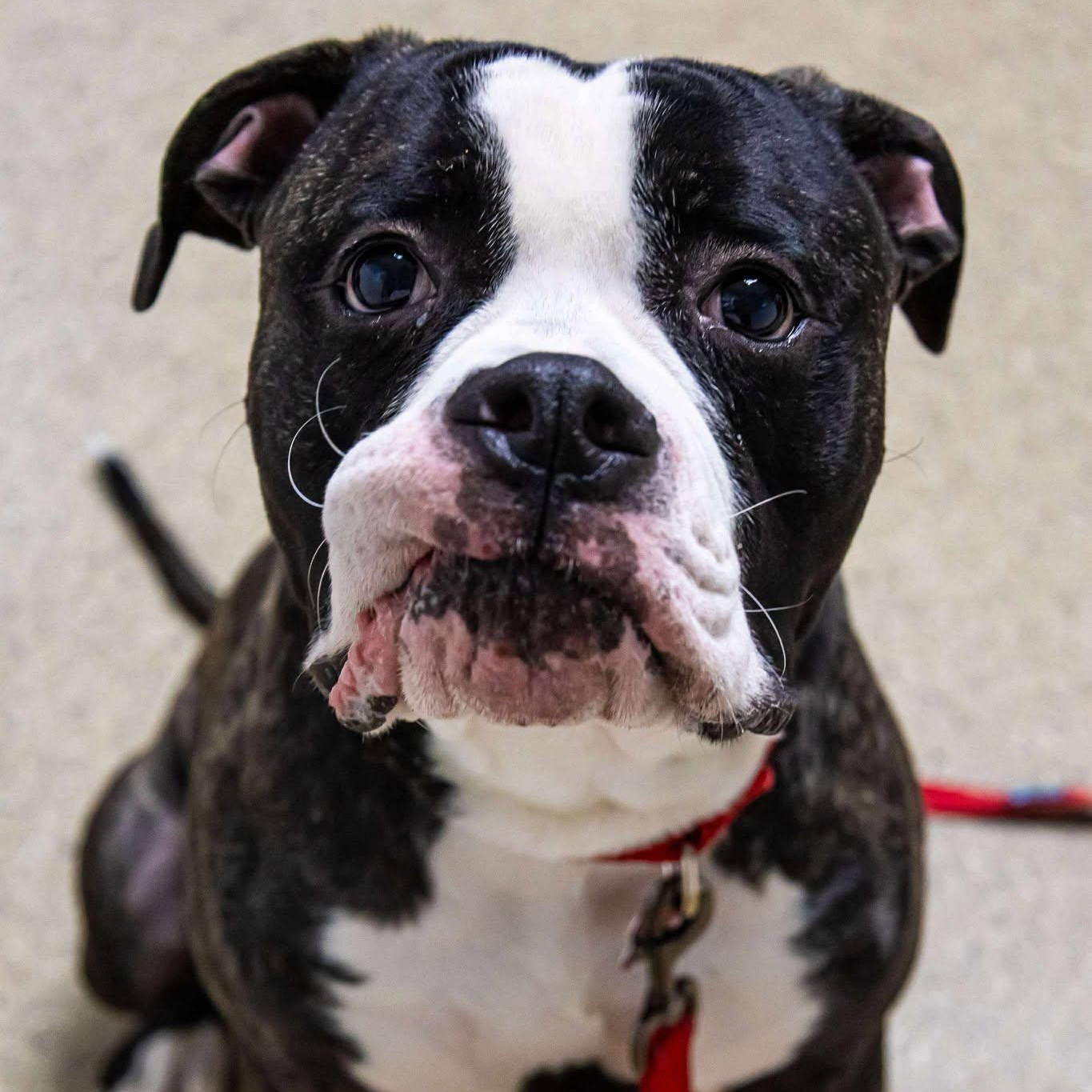 Enlarge Beavis, an adoptable American Bulldog in Valparaiso, IN image 1/4