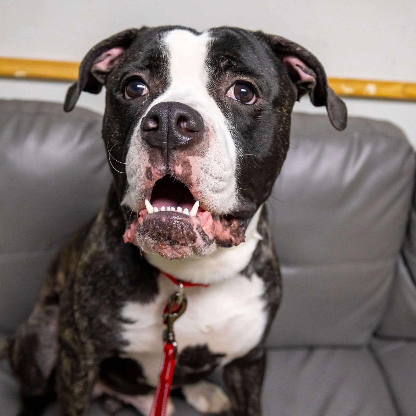 Enlarge Beavis, an adoptable American Bulldog in Valparaiso, IN image 3/4