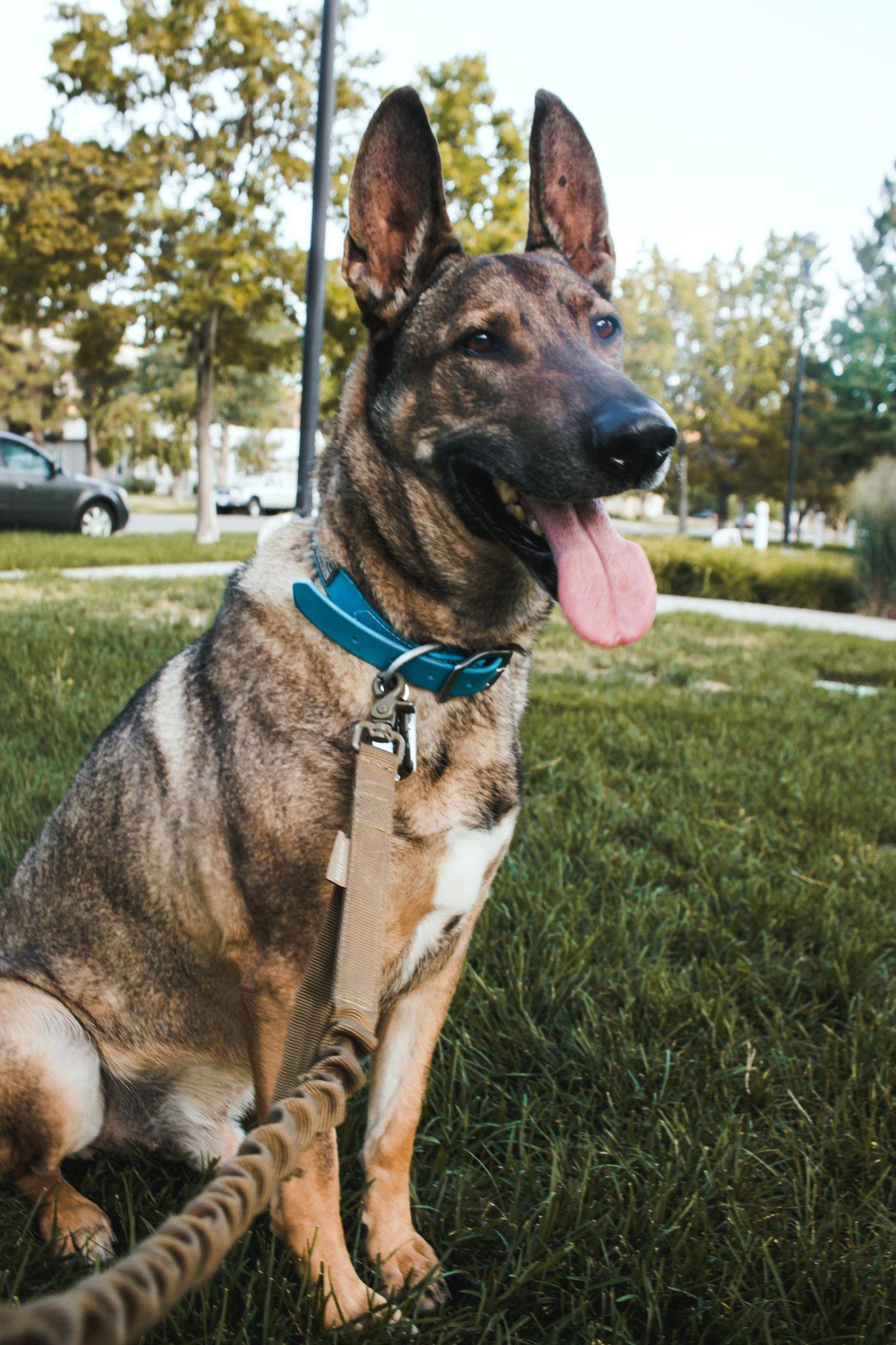Zaxby, Adoptable, Adult Male Belgian Shepherd / Malinois & Shepherd.