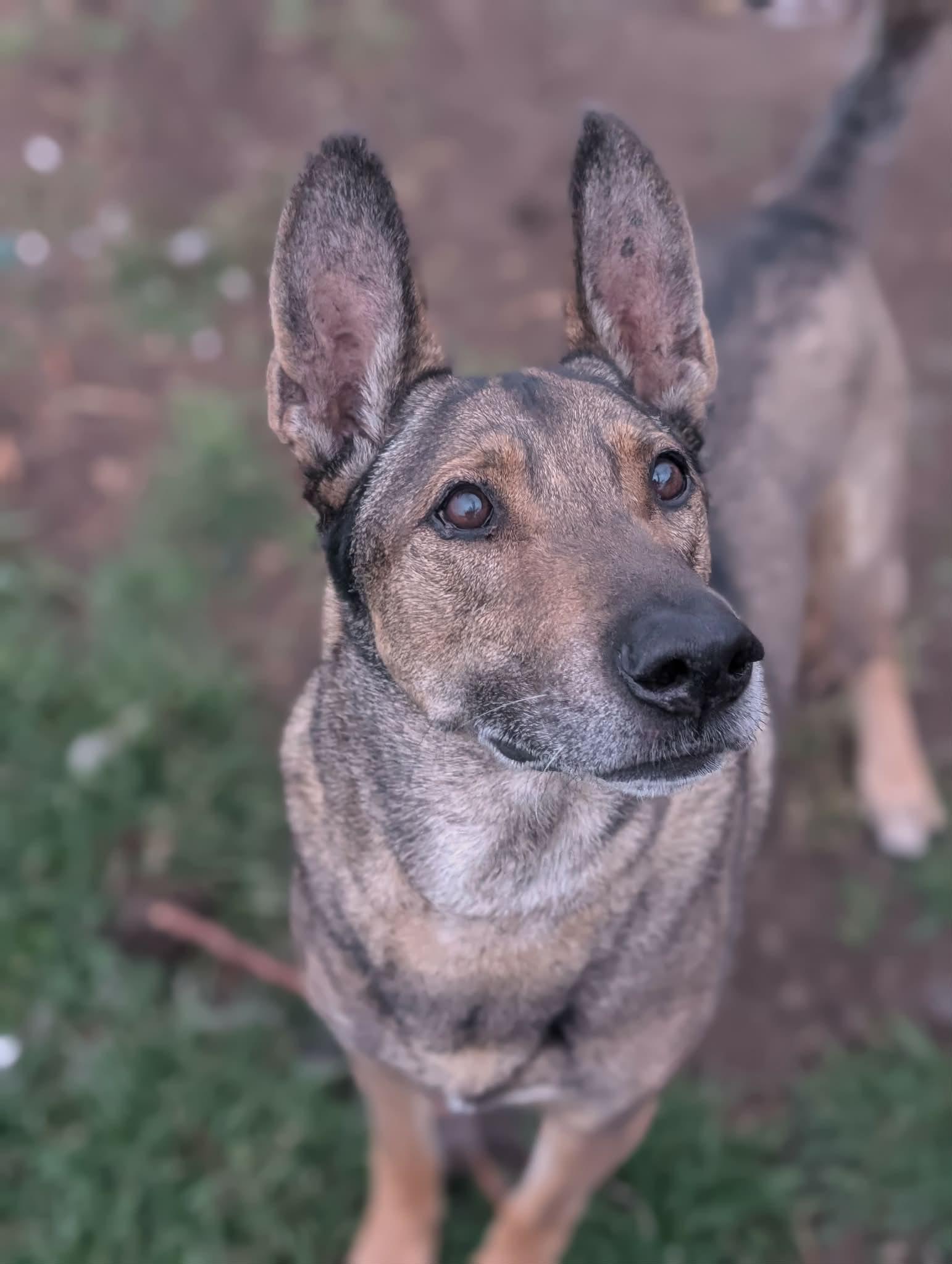 Enlarge Zaxby, a Adoptable mixed breed in Salt Lake City, UT image 3/3