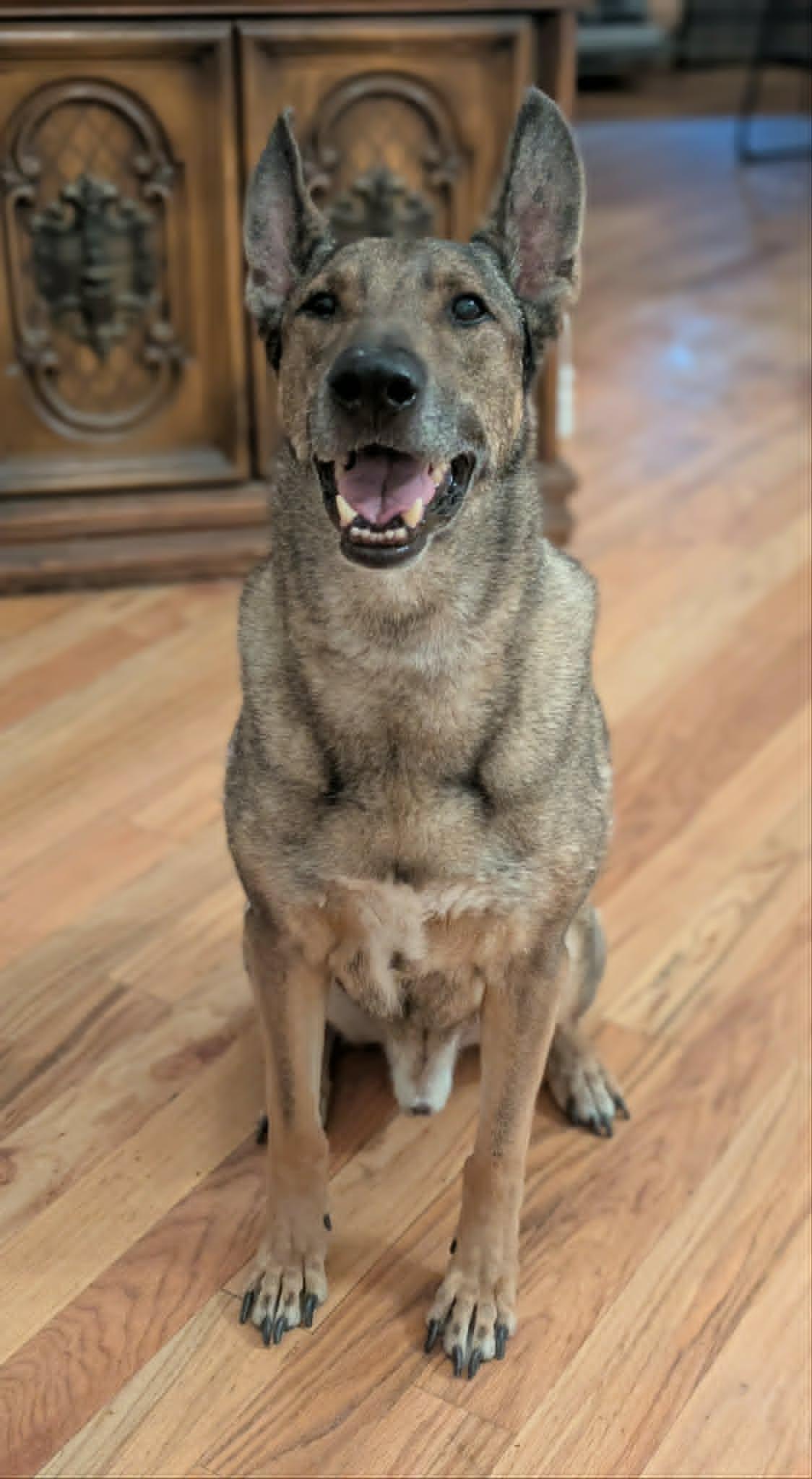 Zaxby, a Adoptable mixed breed in Salt Lake City, UT image 3/3