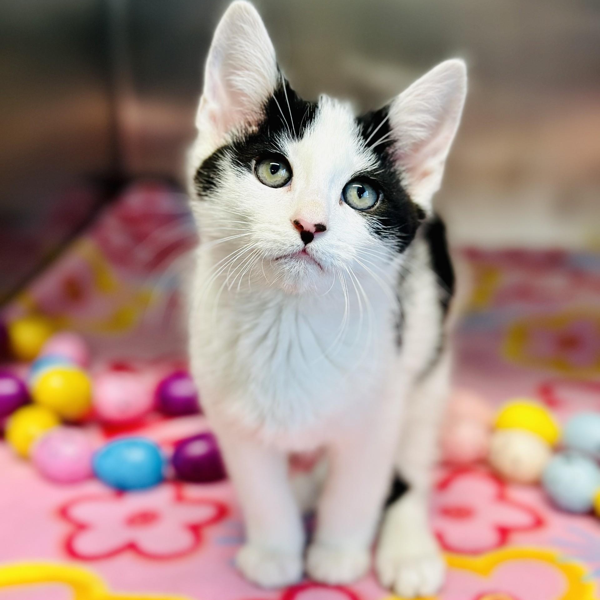 Rick , adopted, Kitten Male Domestic Short Hair.