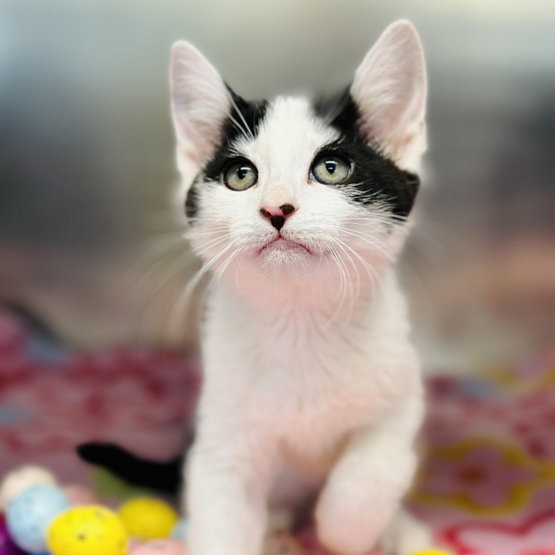 Enlarge Rick , an adopted Domestic Short Hair in Jackson, NJ image 2/2