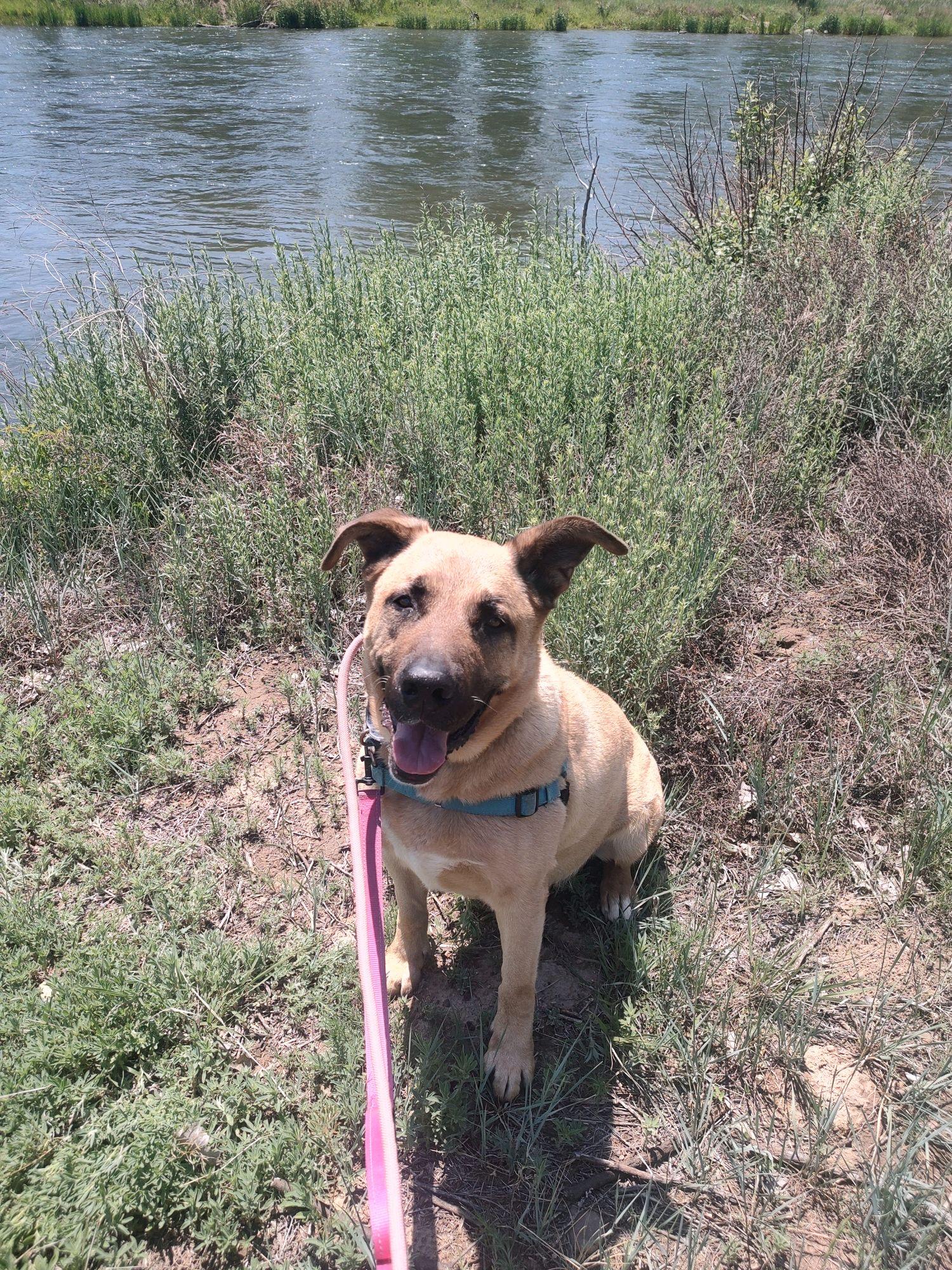 Tucker, a Adoptable mixed breed in Pueblo, CO image 1/5