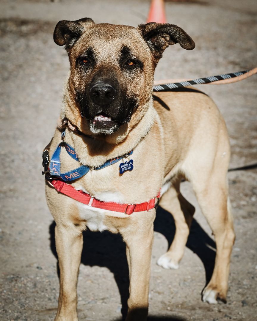 Tucker, a Adoptable mixed breed in Pueblo, CO image 2/5