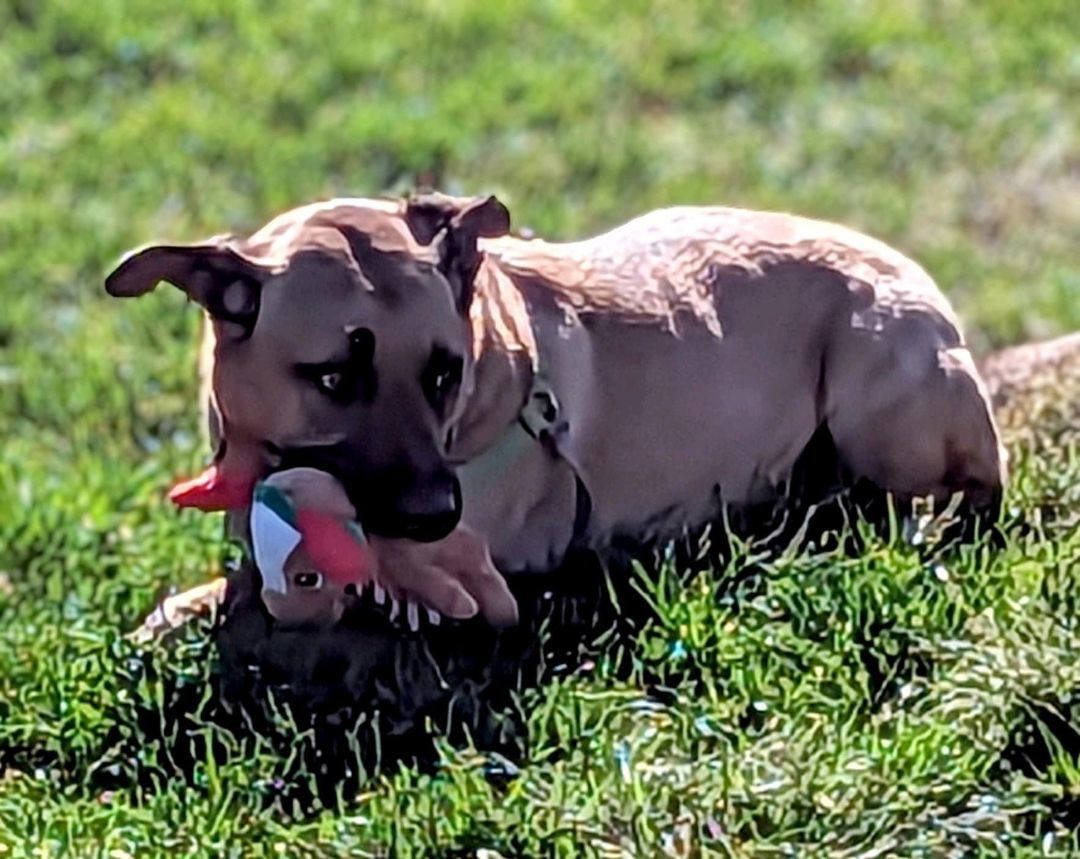 Tucker, a Adoptable mixed breed in Pueblo, CO image 3/5