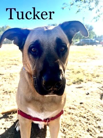 Tucker, a Adoptable mixed breed in Pueblo, CO image 4/5