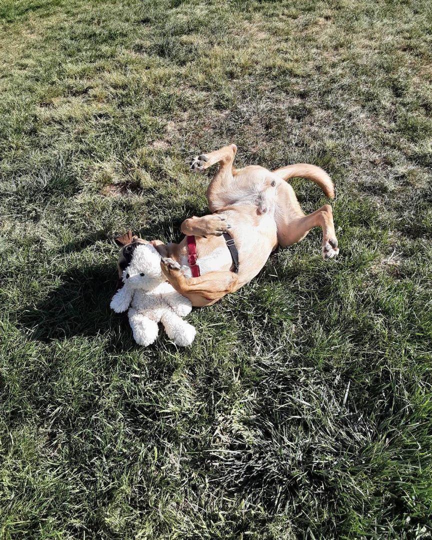 Tucker, a Adoptable mixed breed in Pueblo, CO image 5/5