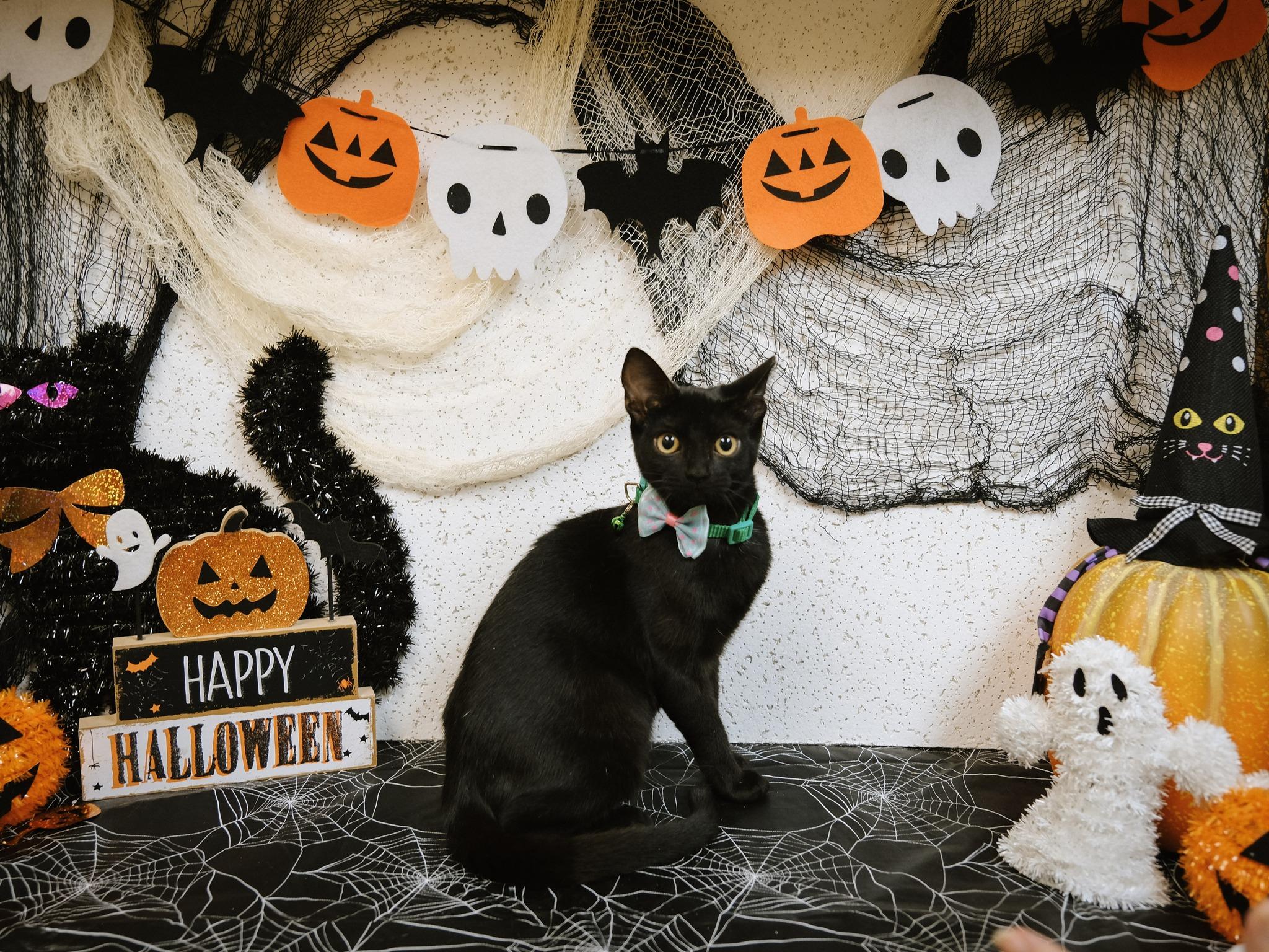Elvira