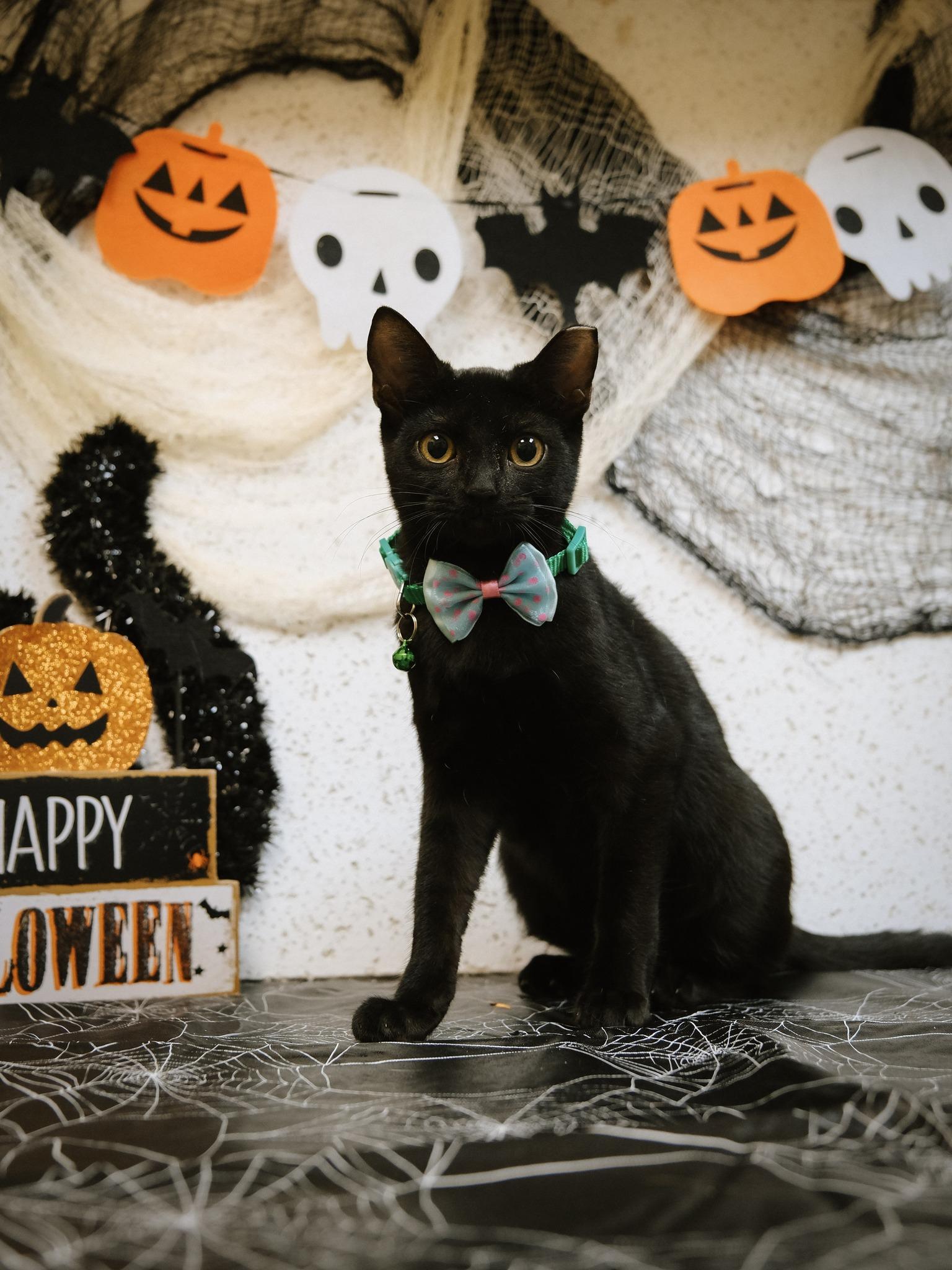Elvira