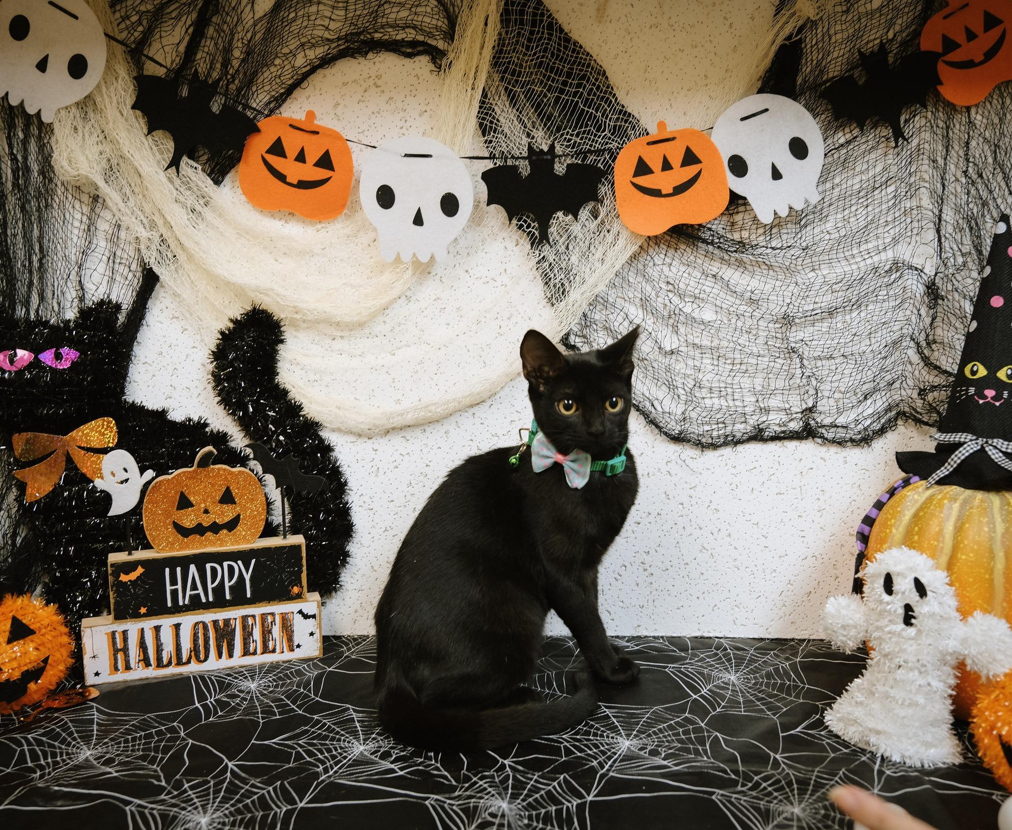 Elvira