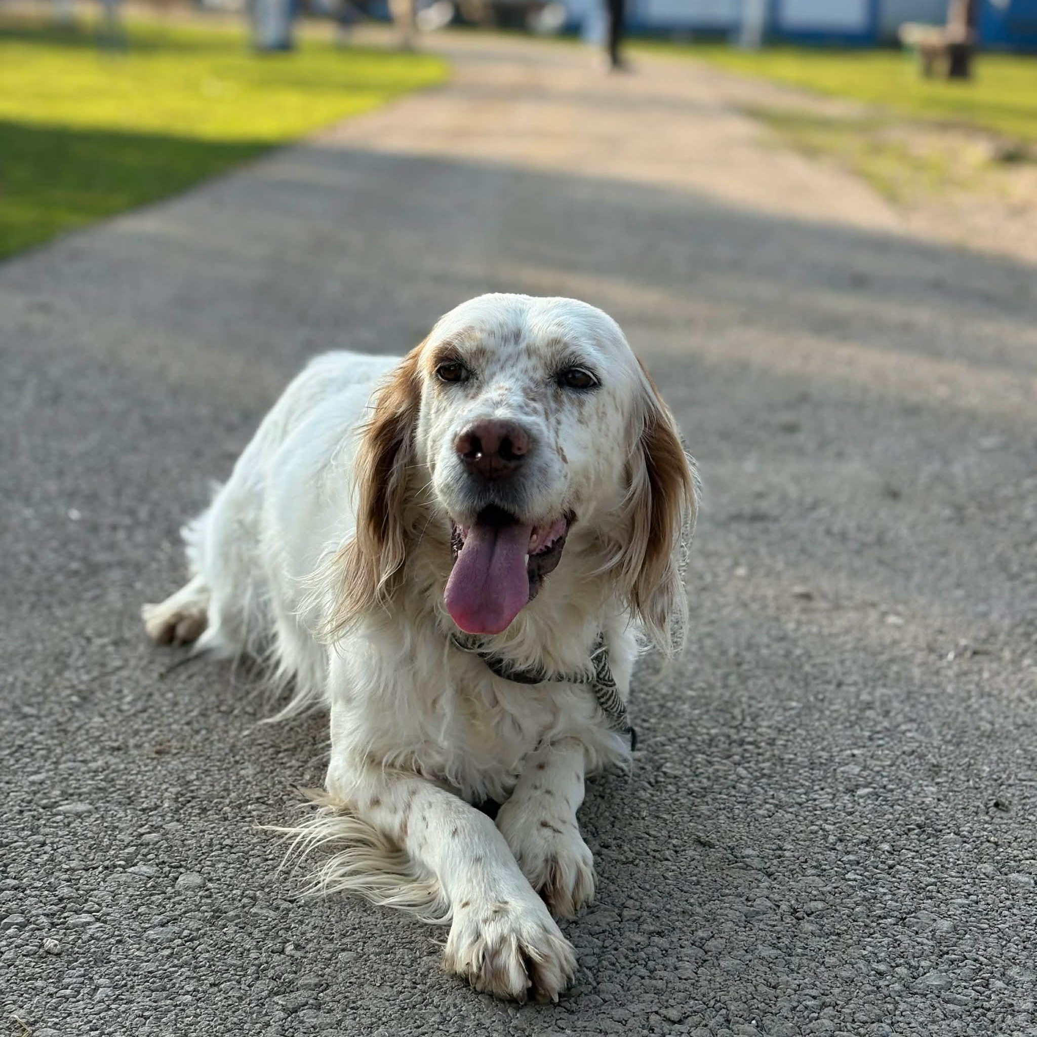 Enlarge Sydney, a Adoptable Setter in Eugene, OR image 3/6