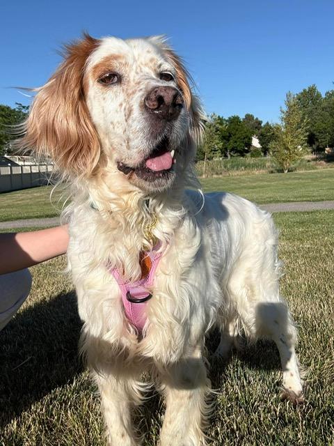 Enlarge Sydney, a Adoptable Setter in Eugene, OR image 2/6