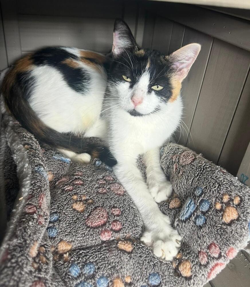 Rufa, Adoptable, Adult Female Domestic Short Hair.