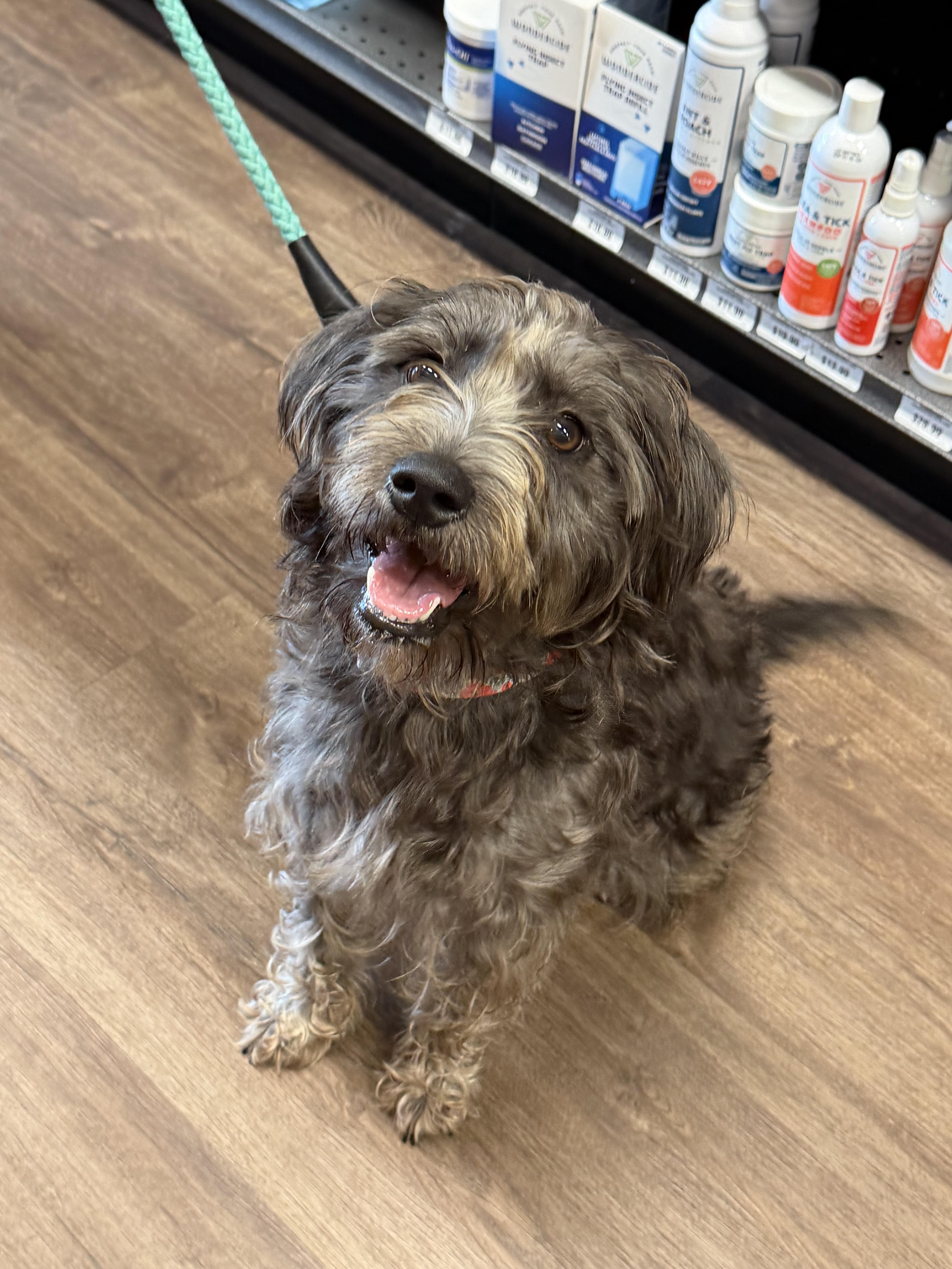 Enlarge Luna , a ADOPTABLE mixed breed in Aiken, SC image 2/3