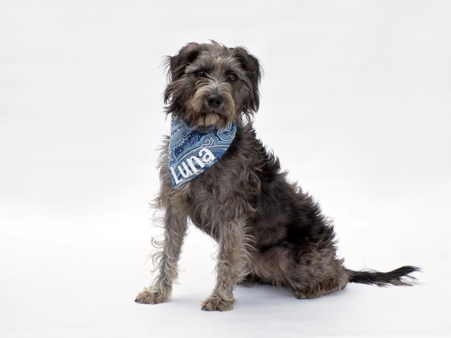 Enlarge Luna , an adopted mixed breed in Aiken, SC image 3/4