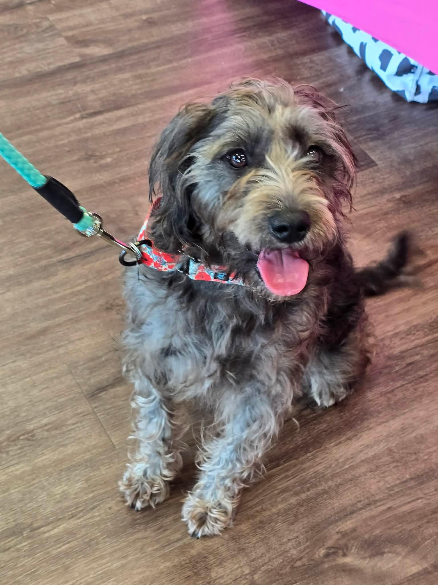 Luna , ADOPTABLE, Young Female Schnauzer.