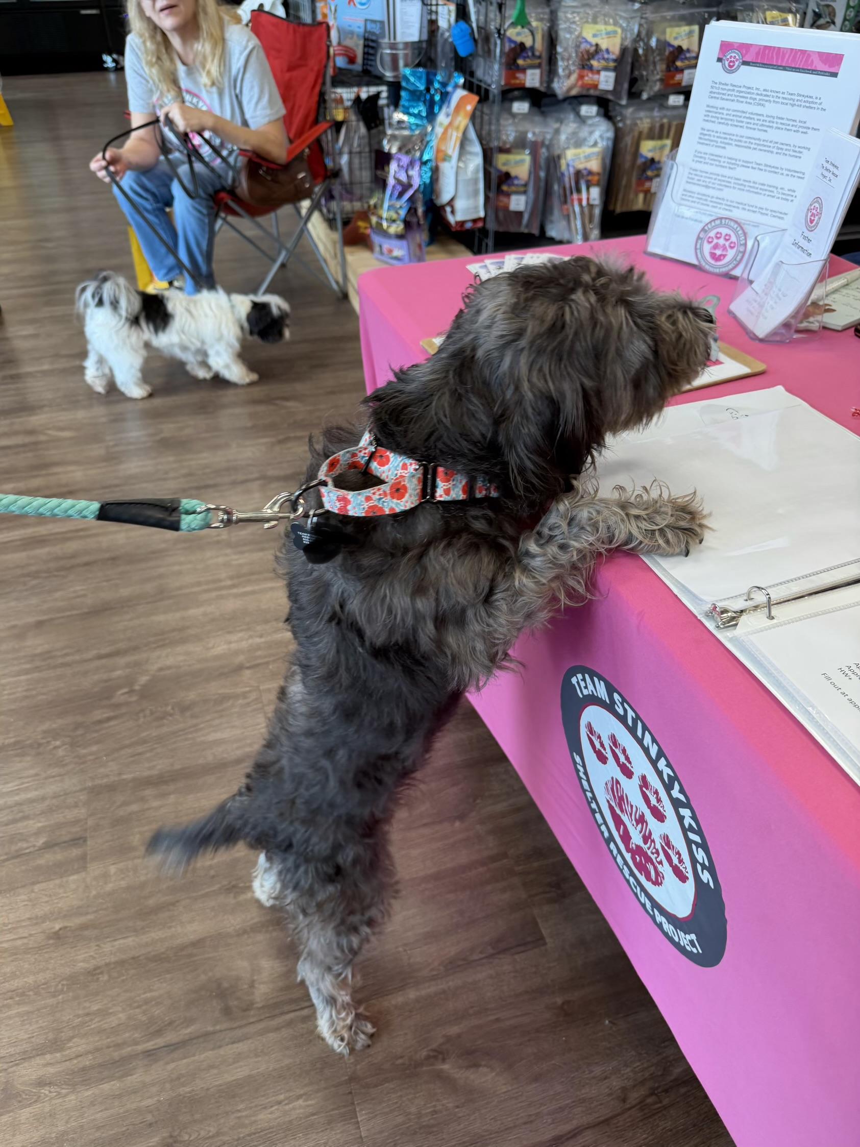 Enlarge Luna , a ADOPTABLE mixed breed in Aiken, SC image 3/3