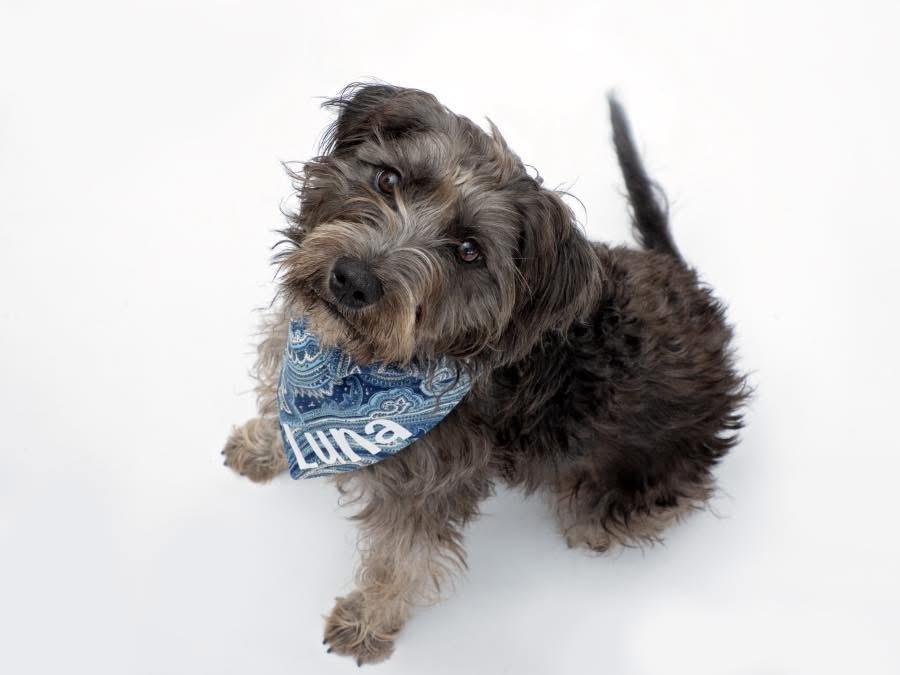 Enlarge Luna , an adopted mixed breed in Aiken, SC image 2/4