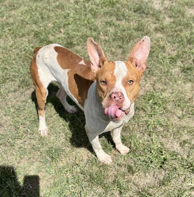 AMIGO, Adoptable, Young Male American Staffordshire Terrier & Mixed Breed.