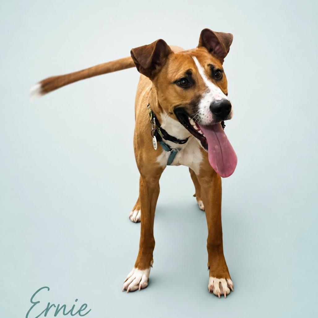 Enlarge Bernie (fka Ernie), a Adoptable mixed breed in Potomac, MD image 1/6