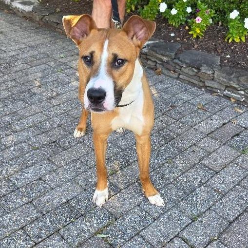 Enlarge Bernie (fka Ernie), a Adoptable mixed breed in Potomac, MD image 2/6