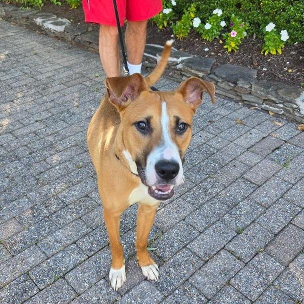 Enlarge Bernie (fka Ernie), a Adoptable mixed breed in Potomac, MD image 3/6