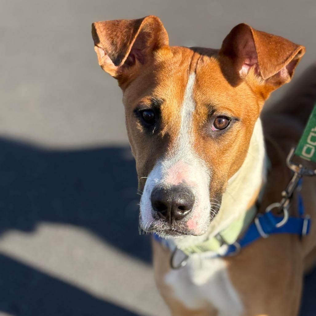Enlarge Bernie (fka Ernie), a Adoptable mixed breed in Potomac, MD image 4/6