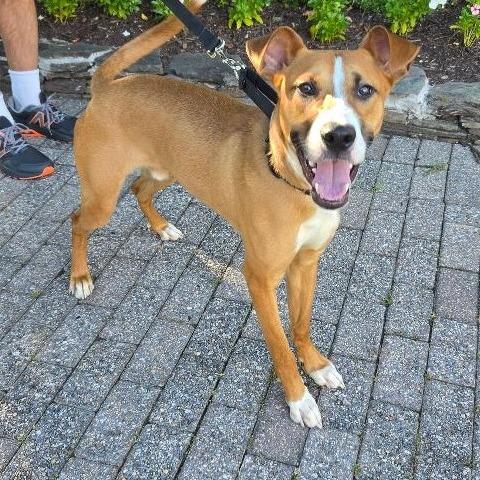 Enlarge Bernie (fka Ernie), a Adoptable mixed breed in Potomac, MD image 5/6