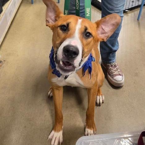 Enlarge Bernie (fka Ernie), a Adoptable mixed breed in Potomac, MD image 6/6