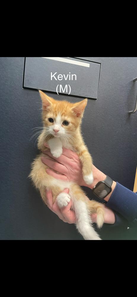 Enlarge Kevin, an adopted Domestic Short Hair in Randolph, MA image 1/1