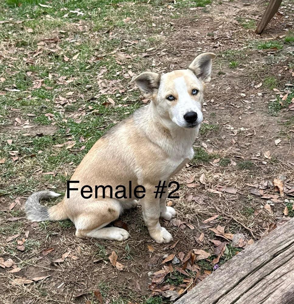 Mixed Breed Puppy female #2, a Adoptable Mixed Breed in Chattanooga, TN image 1/2