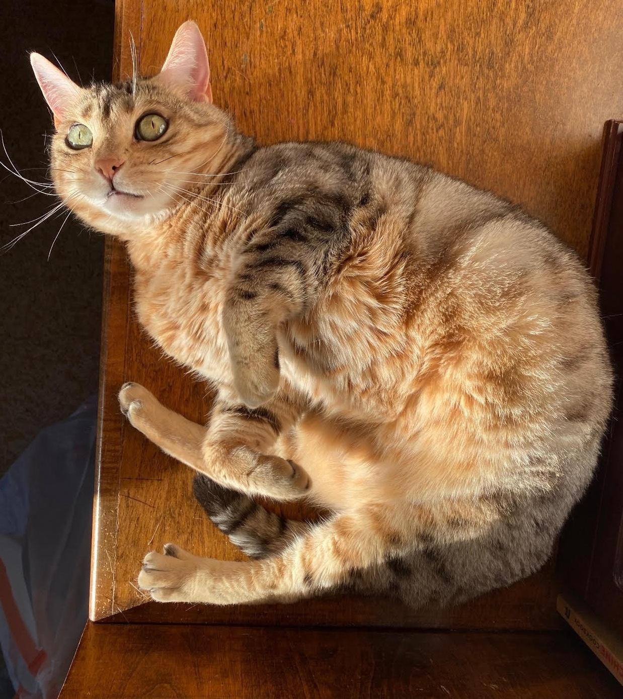 Enlarge Sloane & Nora, a Adoptable Bengal in Sherman Oaks, CA image 5/6