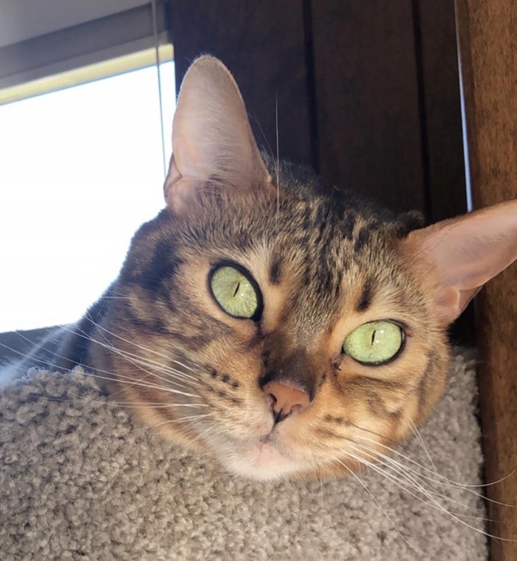 Enlarge Sloane & Nora, a Adoptable Bengal in Sherman Oaks, CA image 6/6