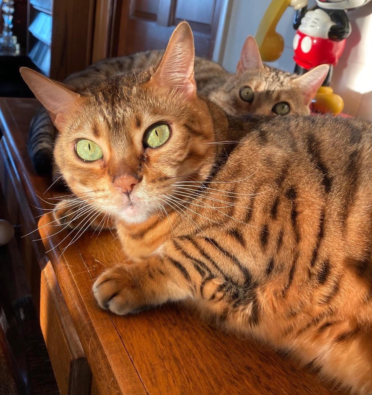Enlarge Sloane & Nora, a Adoptable Bengal in Sherman Oaks, CA image 4/6