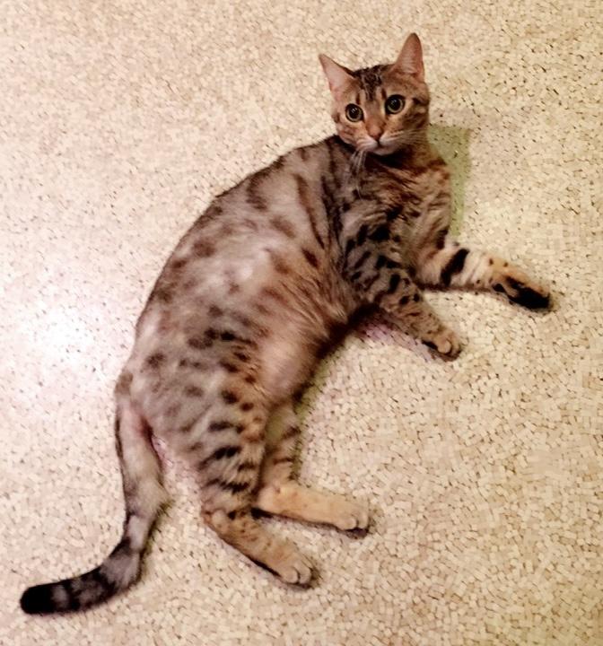 Enlarge Sloane & Nora, a Adoptable Bengal in Sherman Oaks, CA image 3/6