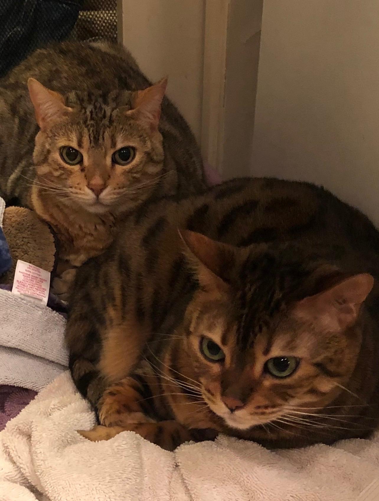 Sloane & Nora, Adoptable, Adult Female Bengal.