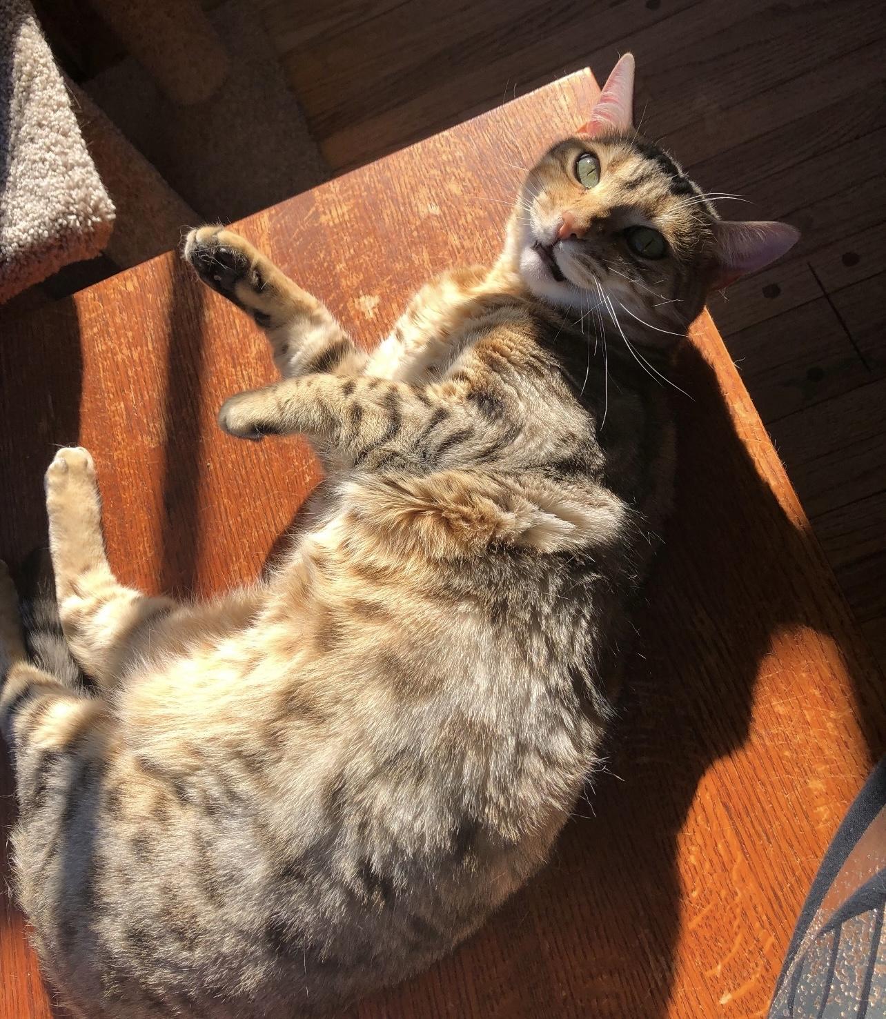 Enlarge Sloane & Nora, a Adoptable Bengal in Sherman Oaks, CA image 2/6
