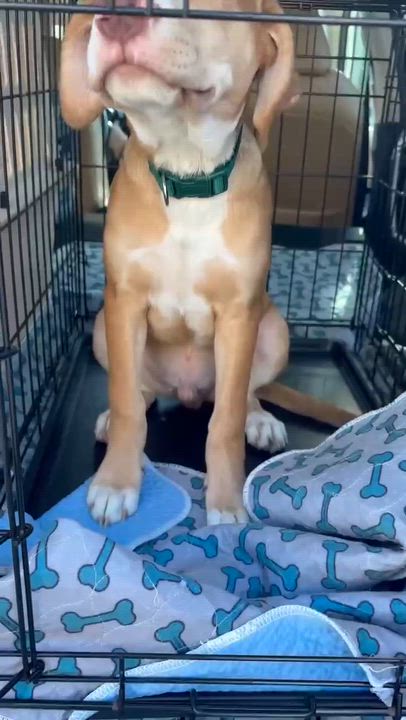 Enlarge Rigatoni, an adopted mixed breed in Granby, CT video 5/5
